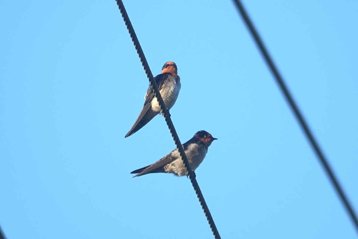 洋燕 - ML647010311