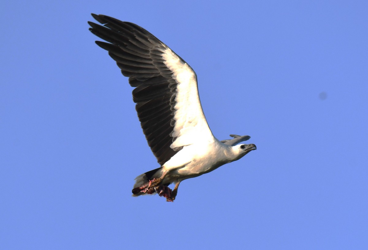 hvitbukhavørn - ML647010314