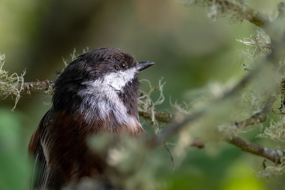 Chestnut-backed Chickadee - ML647010315