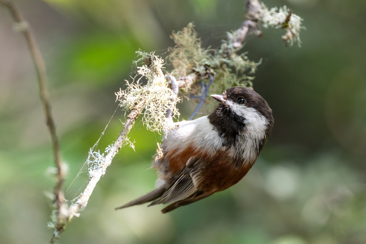 Chestnut-backed Chickadee - ML647010316