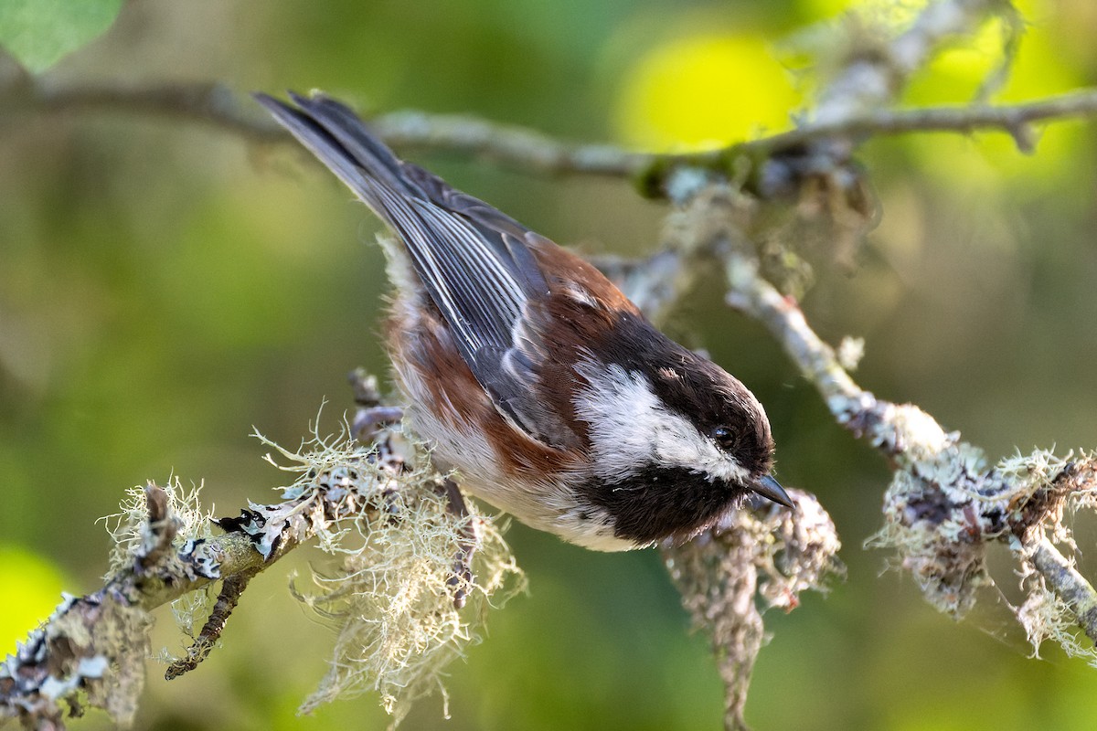 Chestnut-backed Chickadee - ML647010317