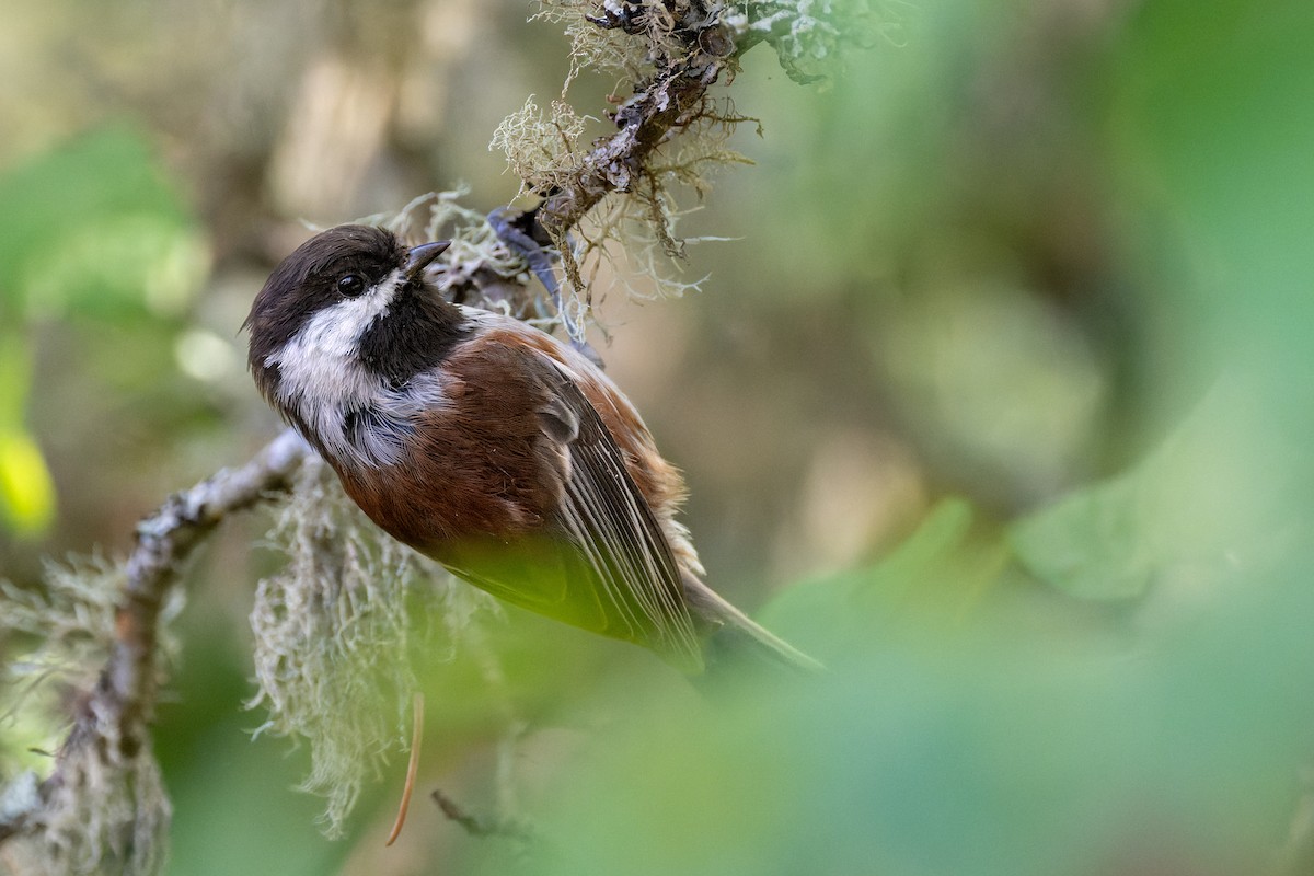 Chestnut-backed Chickadee - ML647010318
