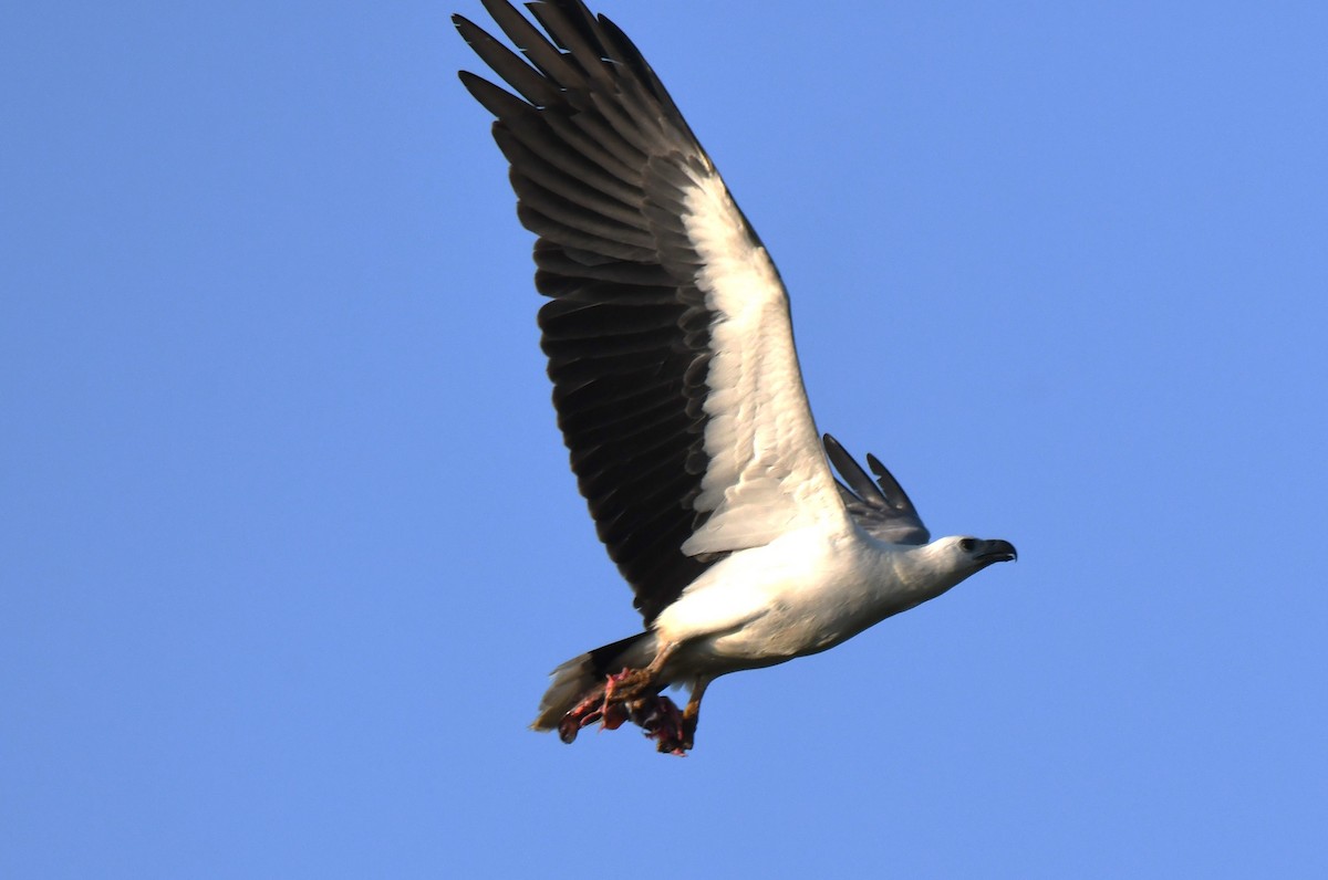 hvitbukhavørn - ML647010319