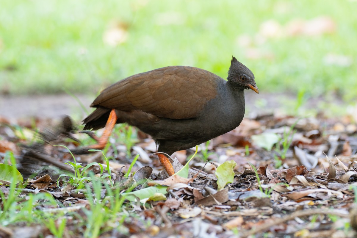 Великоніг австралійський - ML647010324
