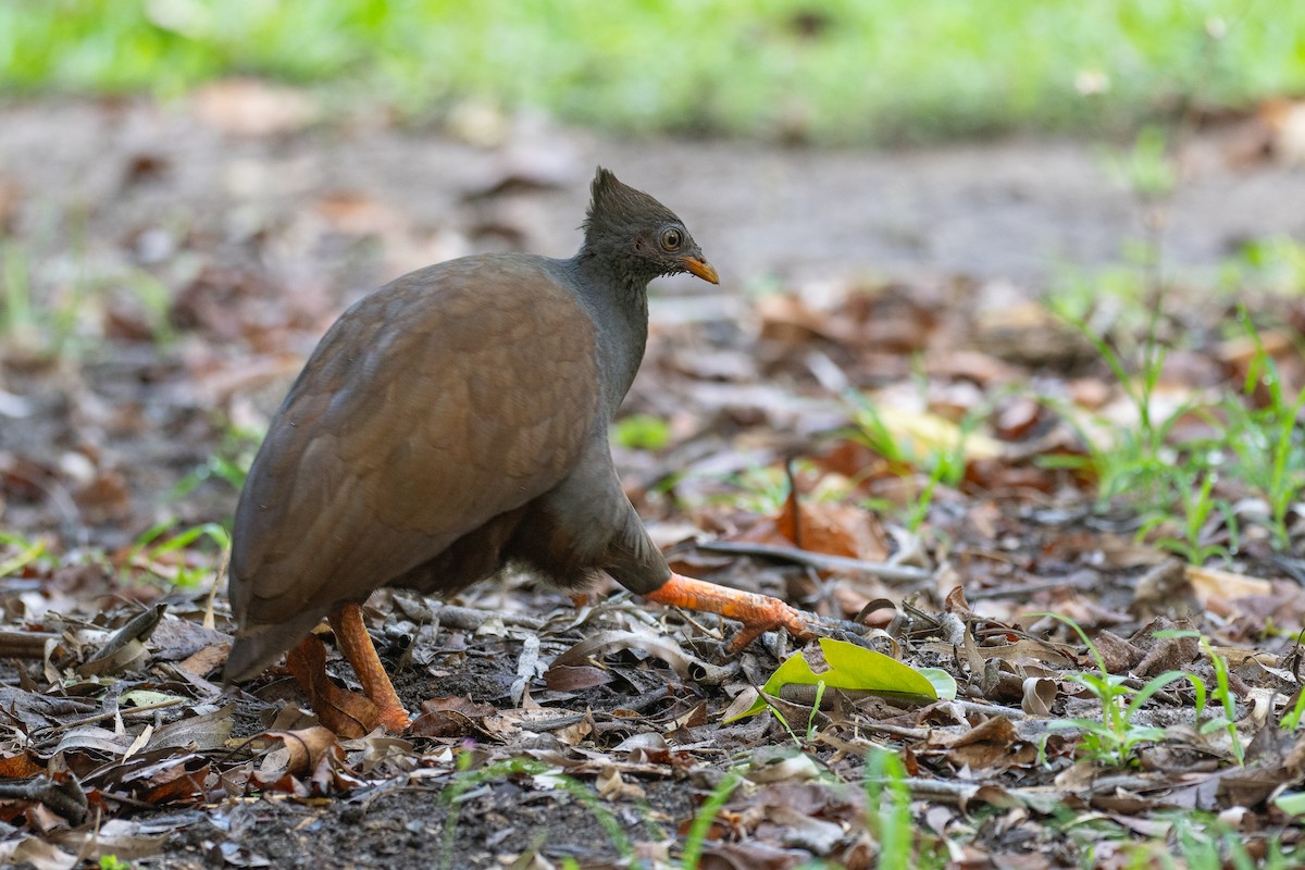 Orange-footed Megapode - ML647010325
