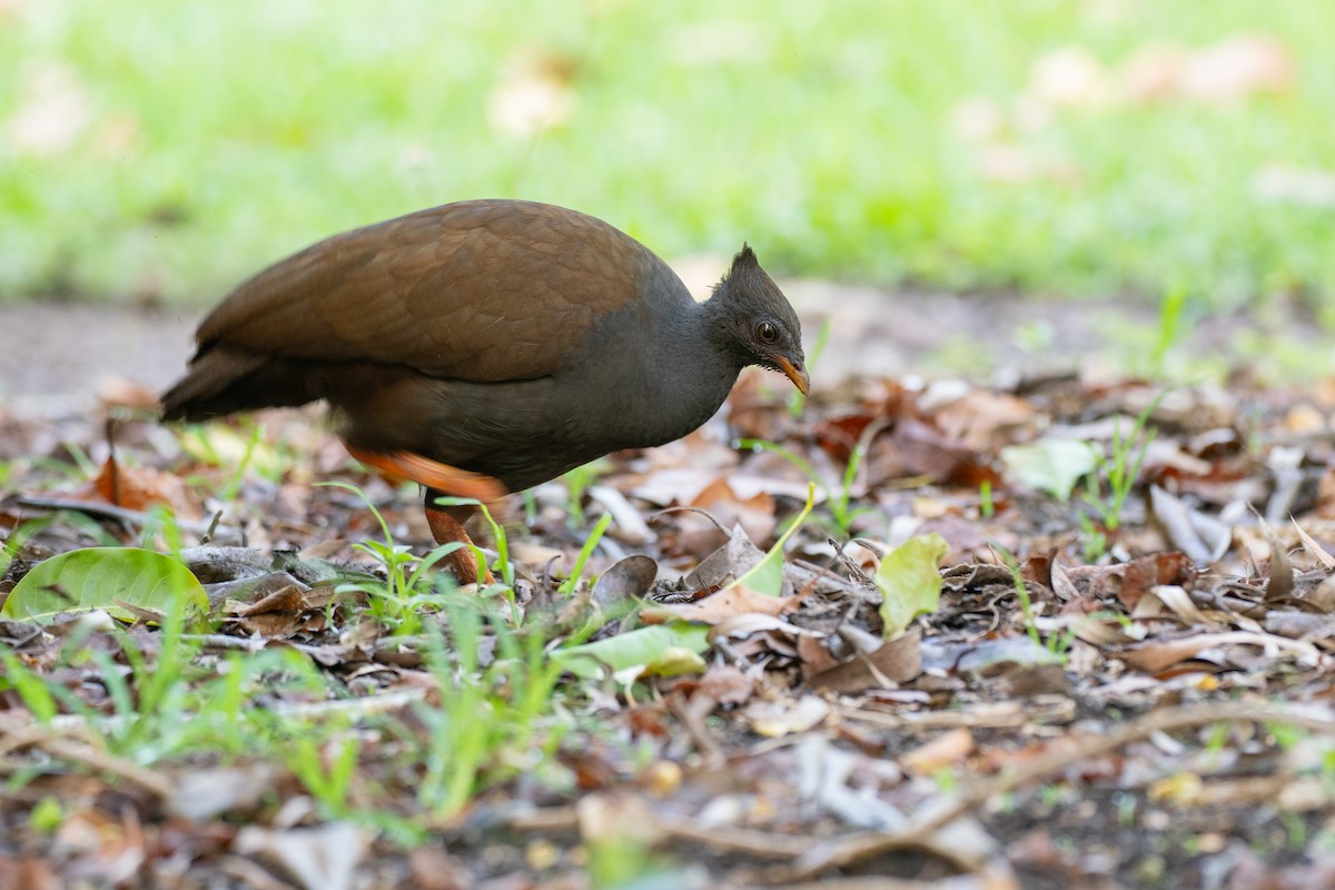 Orange-footed Megapode - ML647010326