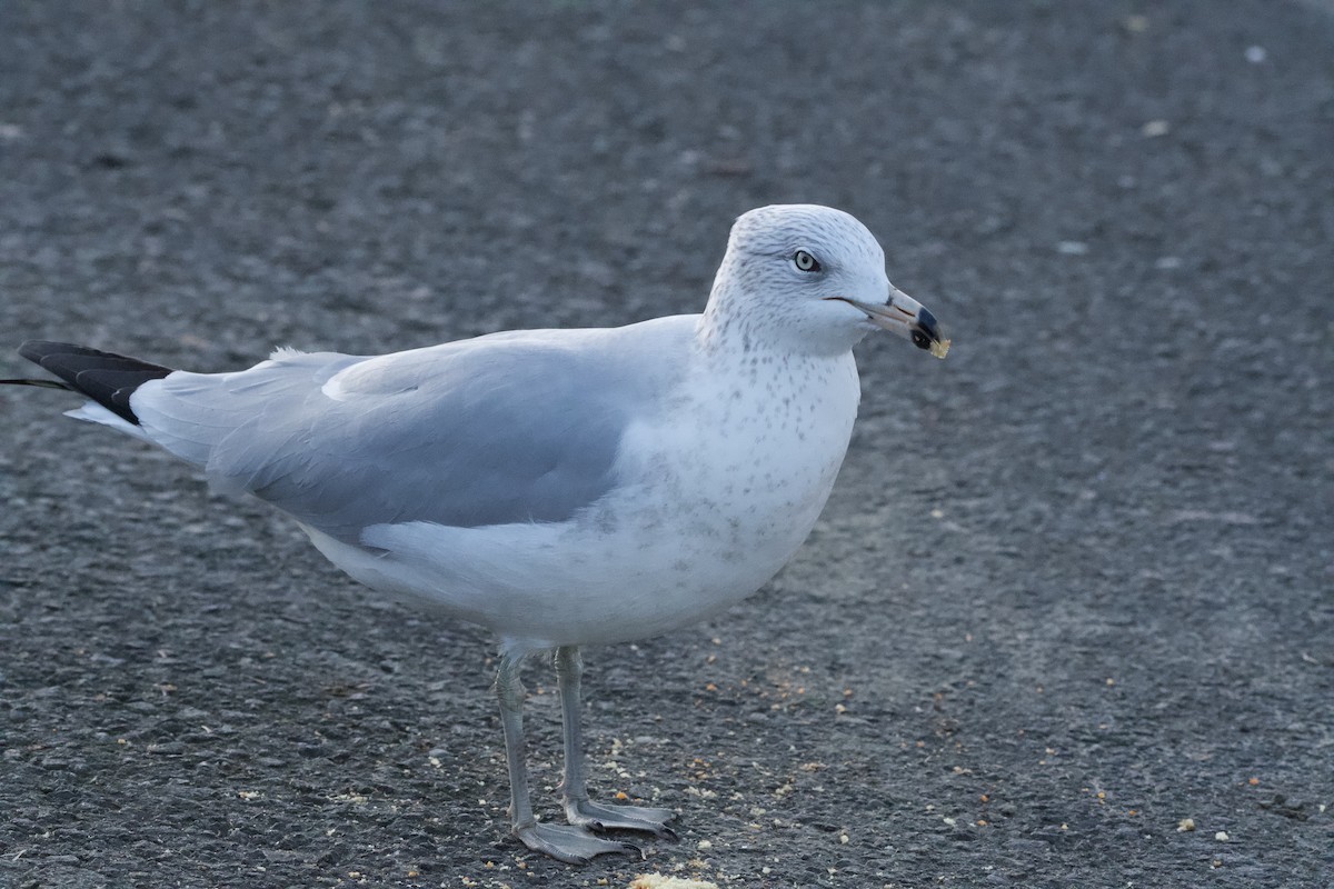 Ring-billed Gull - ML647010327