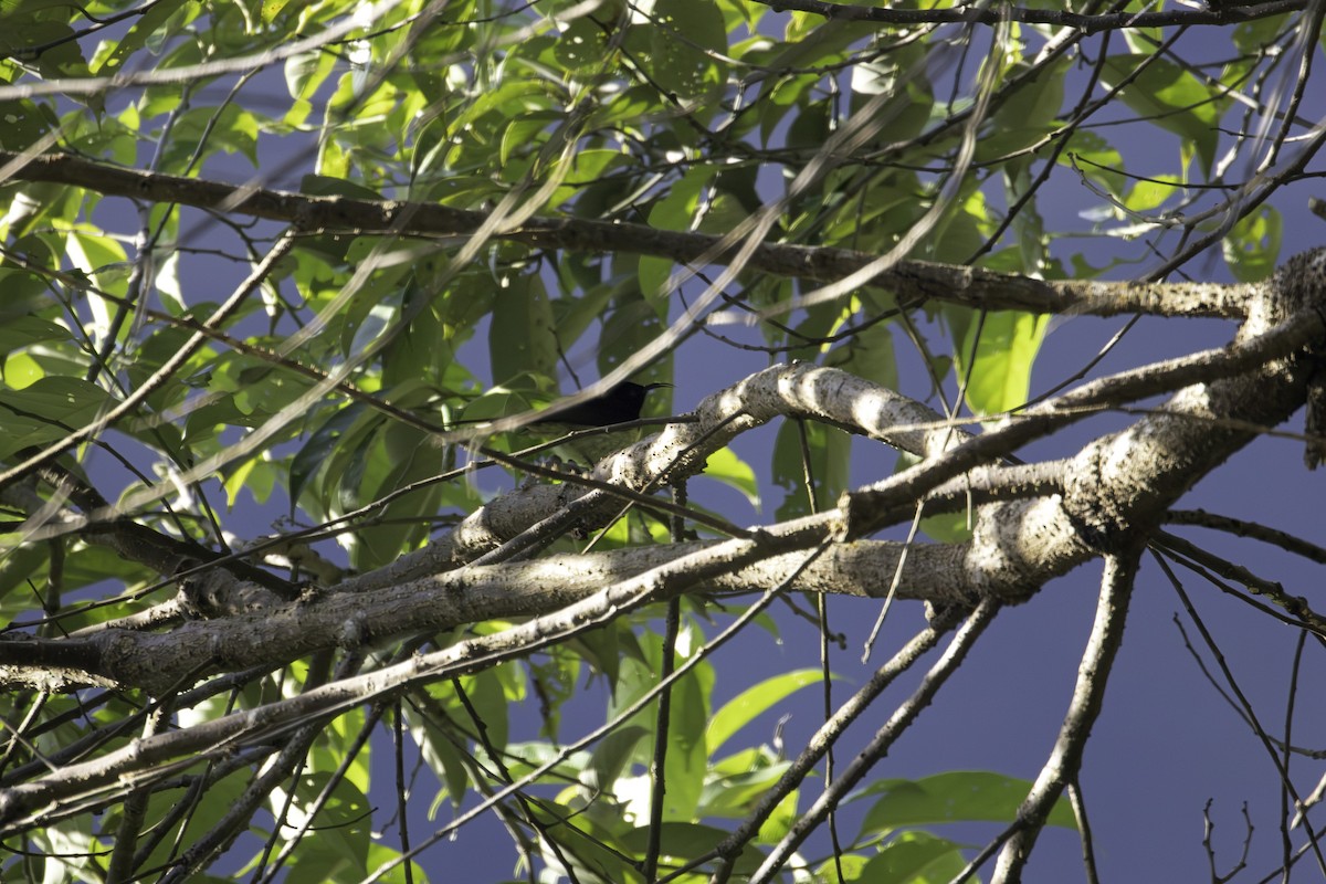 Black-throated Sunbird - ML647010329