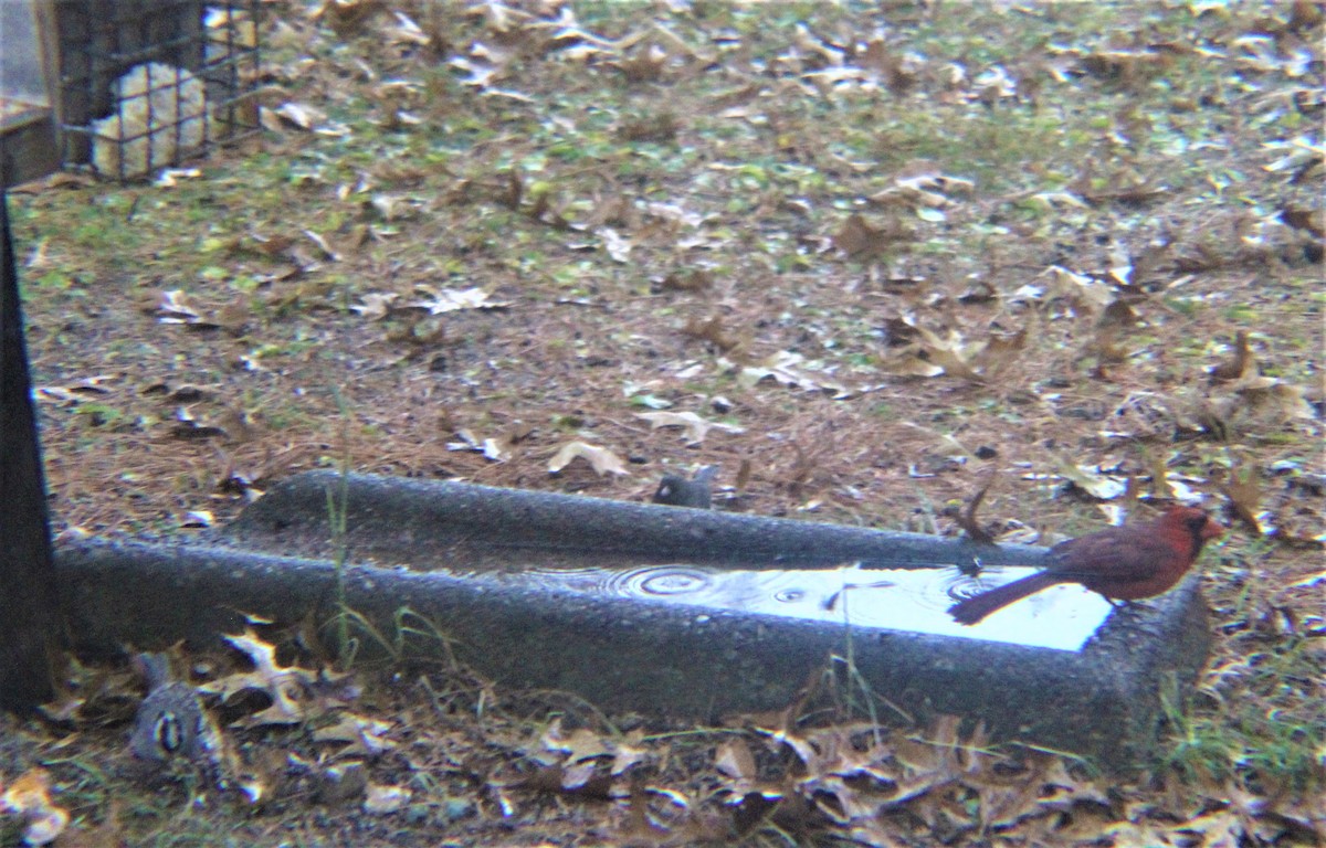 White-crowned Sparrow - ML647010330