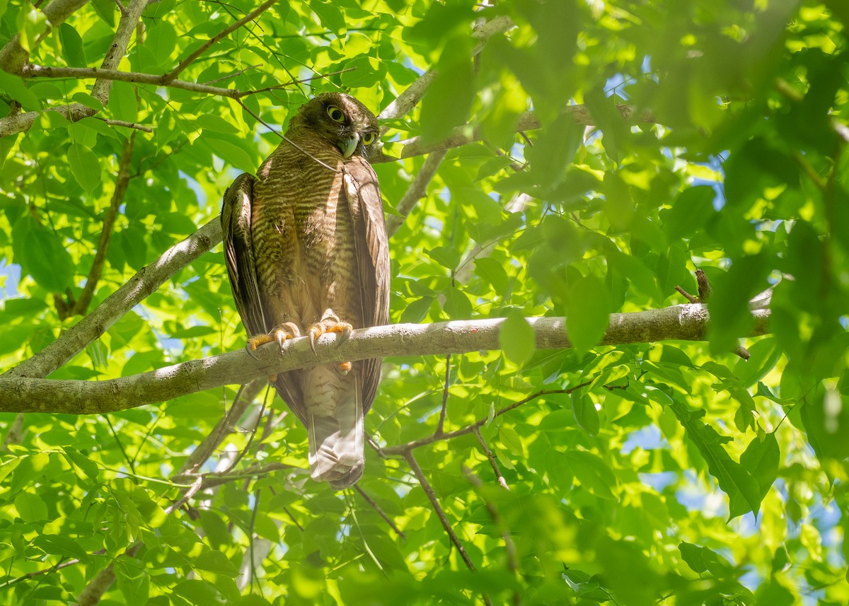 Nínox Rojizo - ML647010332