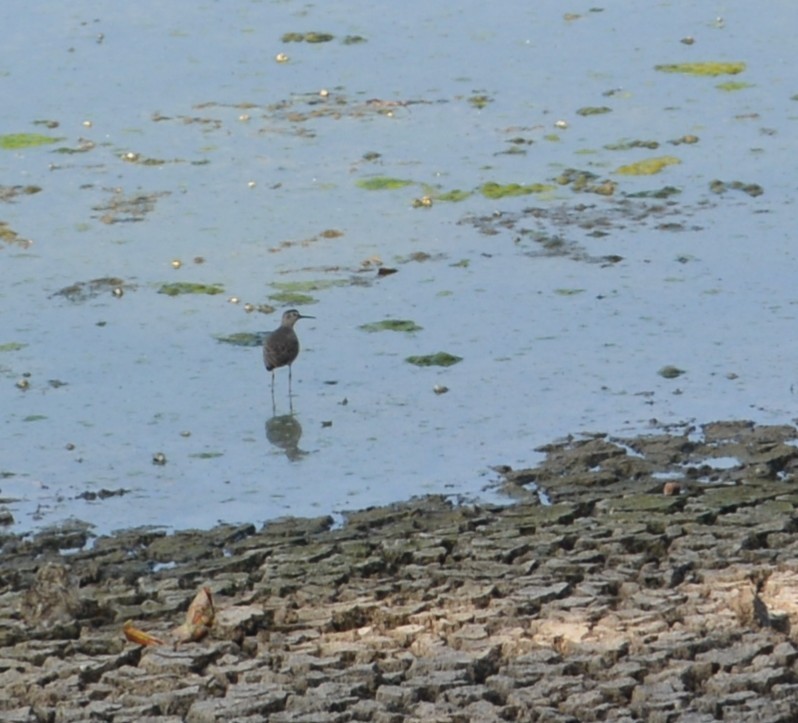 Green Sandpiper - ML647010341