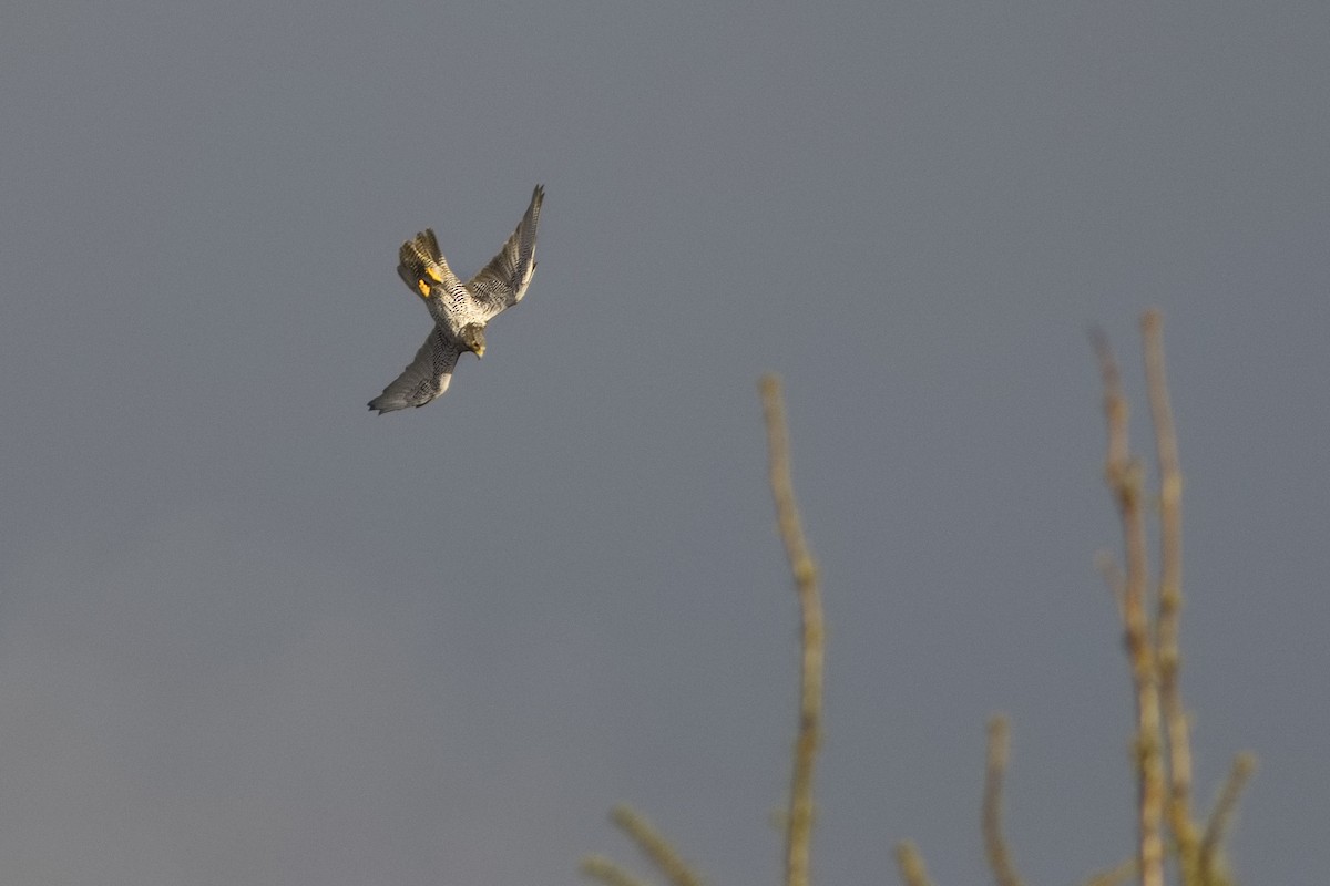 Gerfalke - ML647010348