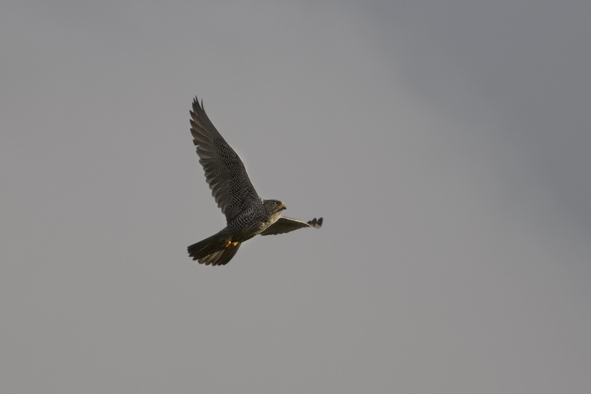 Gerfalke - ML647010349