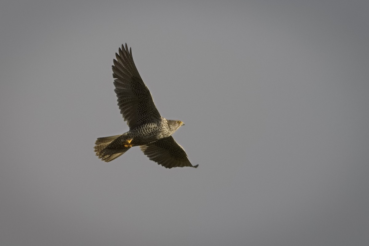 Gerfalke - ML647010350