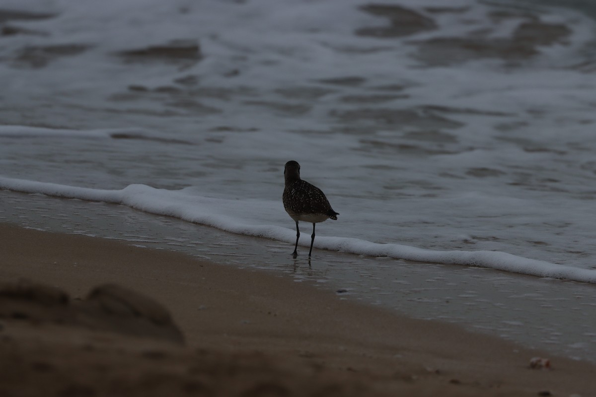 灰斑鴴 - ML647010358