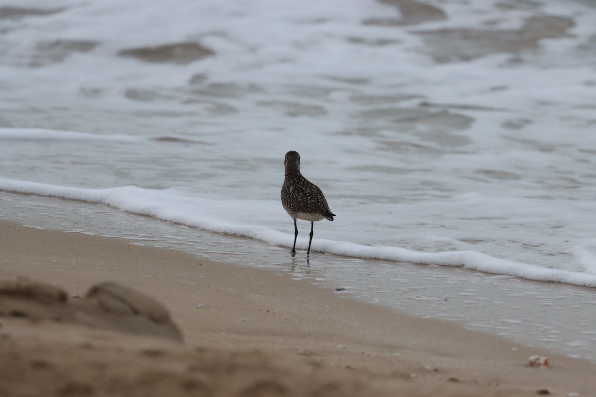 灰斑鴴 - ML647010359