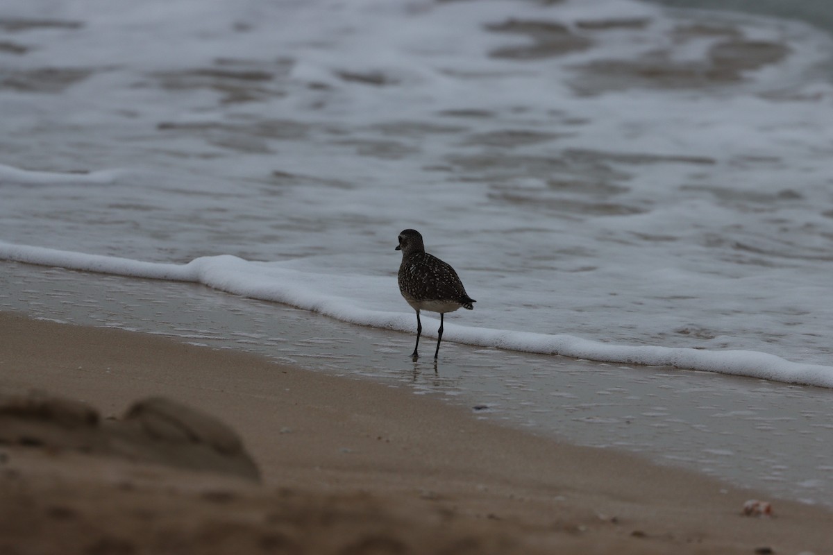 灰斑鴴 - ML647010360