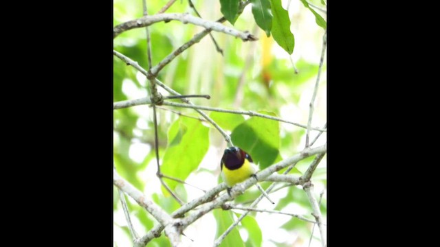 Suimanga Cingalés - ML647010373