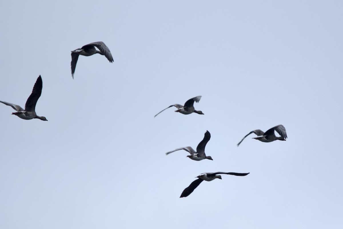 Greater White-fronted Goose - ML647010374