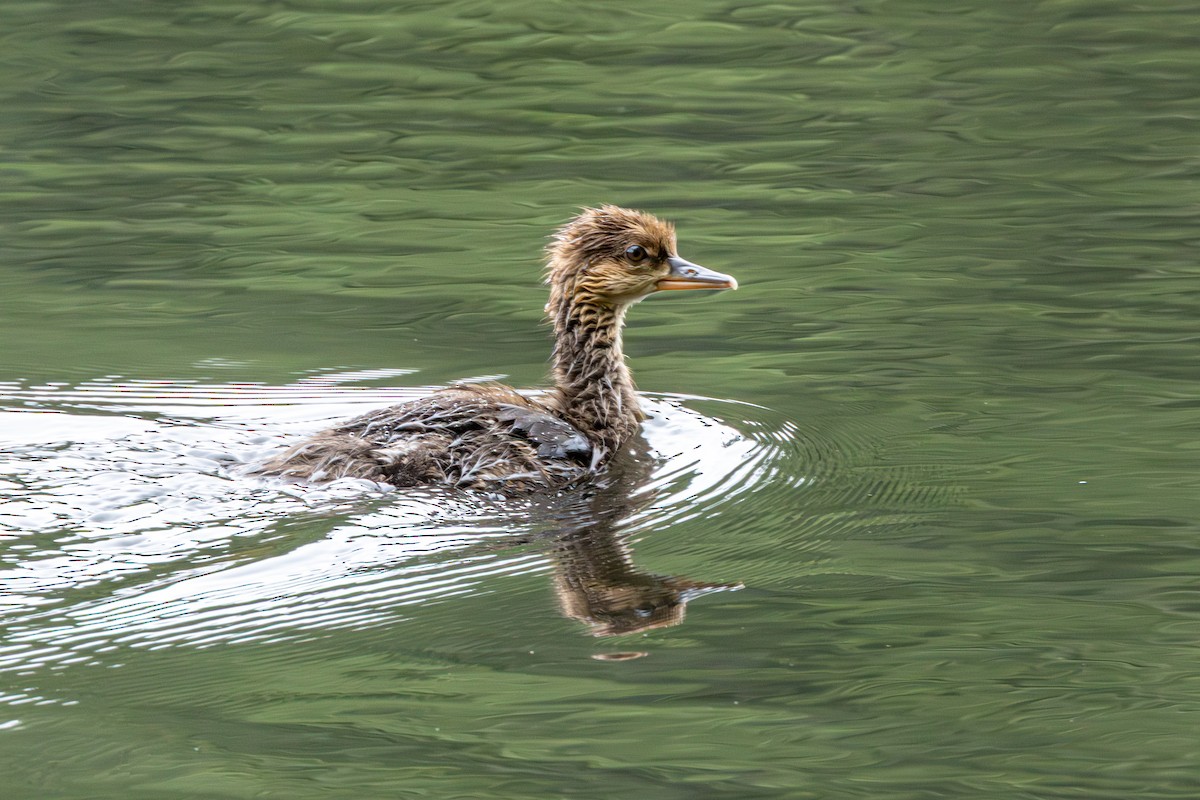 Zerra buruhandia - ML647010376