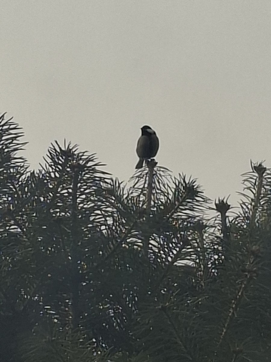 Akça Büyük Baştankara - ML647010377