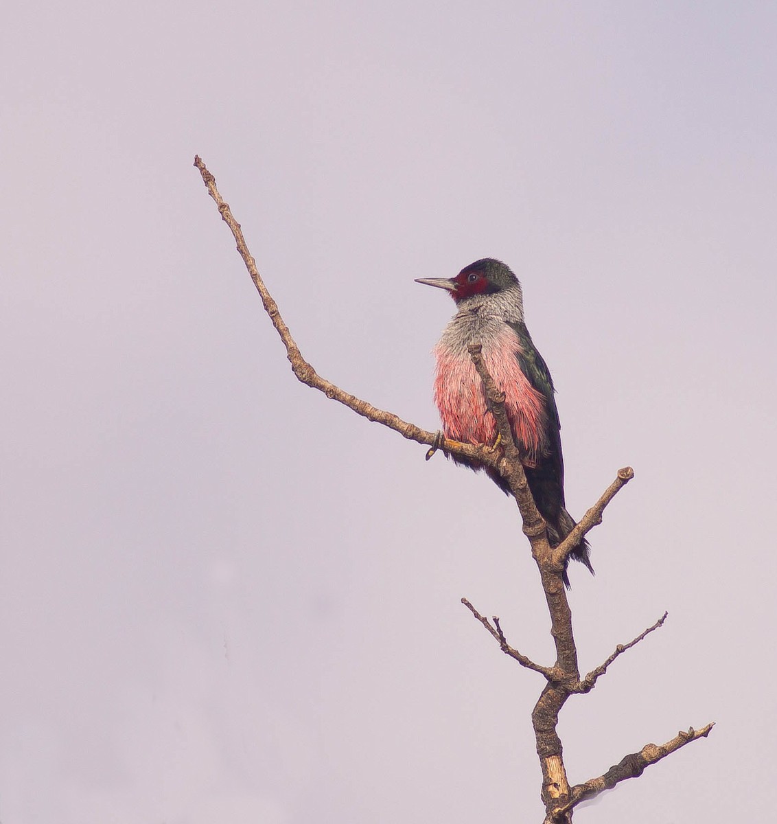 Lewis's Woodpecker - ML647010379