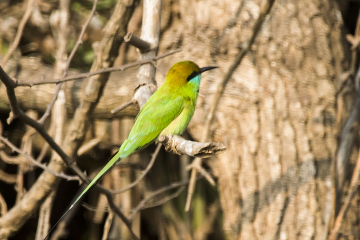 Abejaruco Esmeralda Oriental - ML647010381