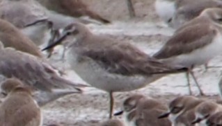 jespák rezavý - ML647010382