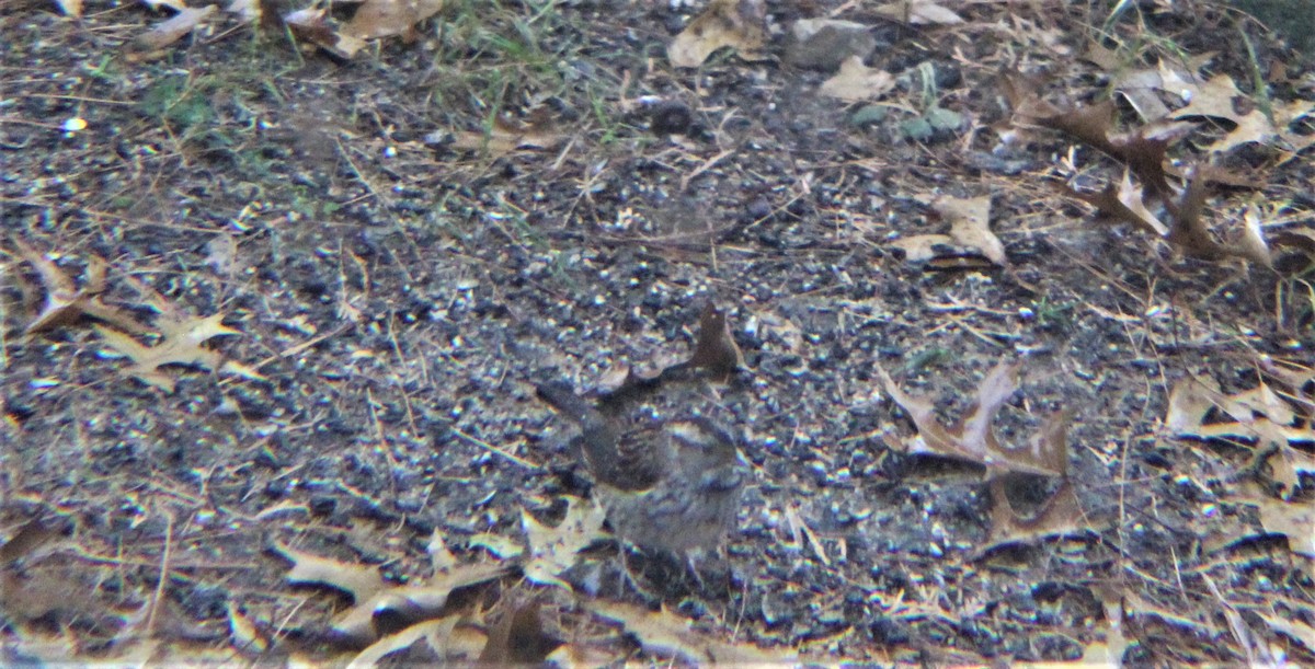 Song Sparrow - ML647010383