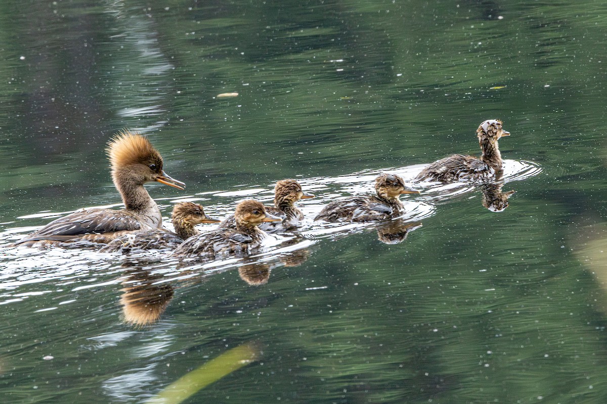 Harle couronné - ML647010385