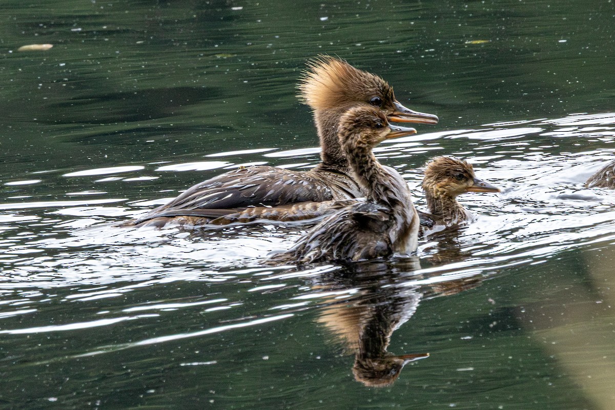 Harle couronné - ML647010386