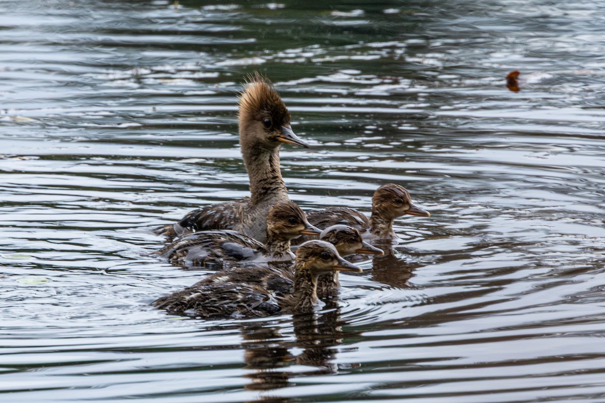Serreta Capuchona - ML647010387