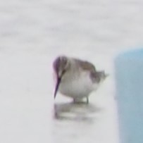 Correlimos Falcinelo - ML647010388