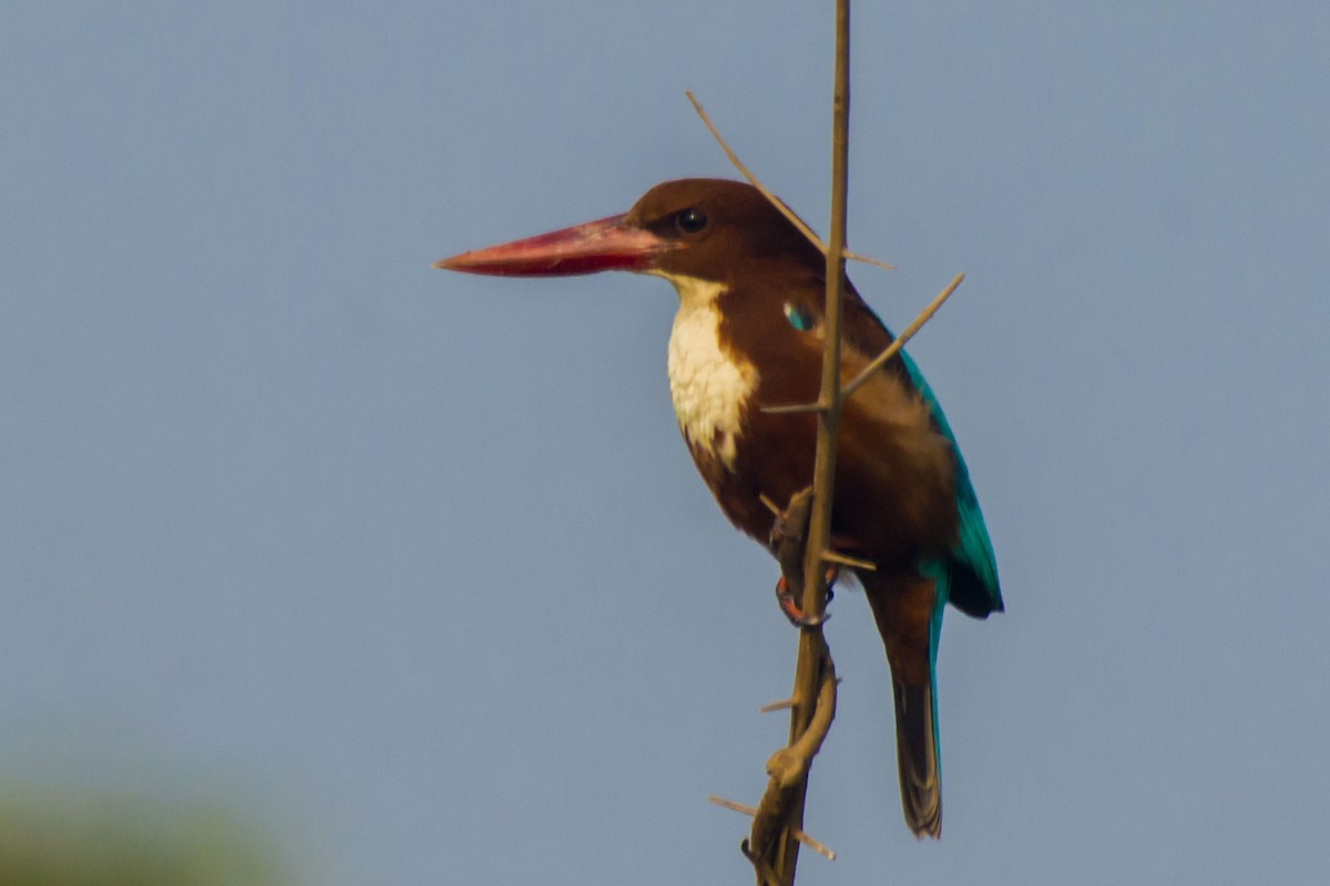 Alción de Esmirna - ML647010389