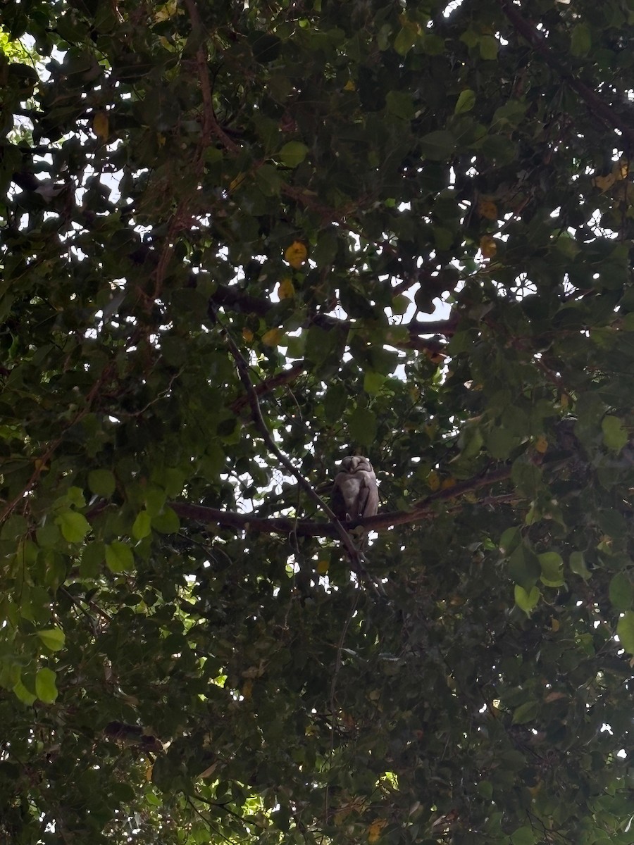 Lechuza Común Oriental - ML647010390