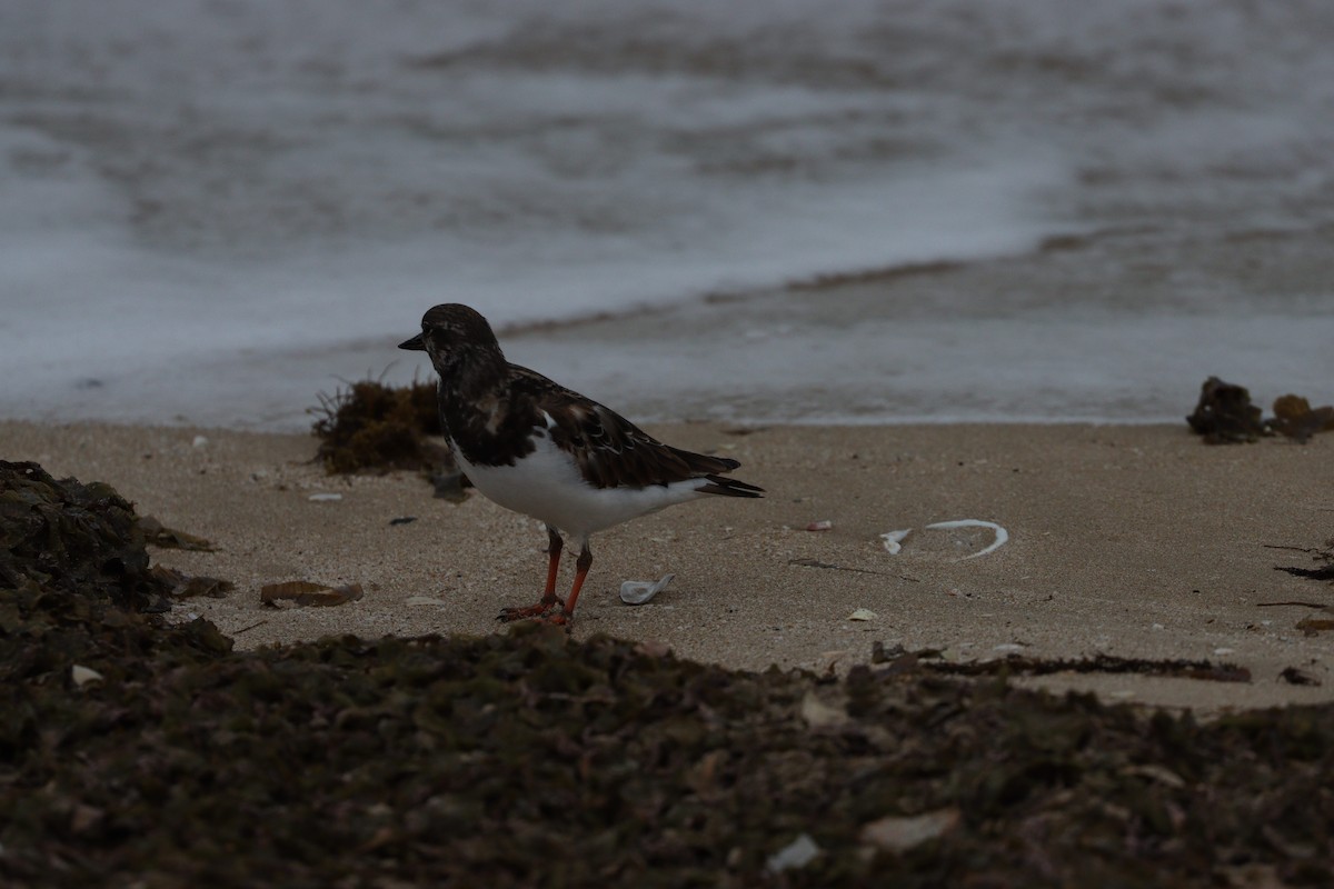 Vuelvepiedras Común - ML647010392