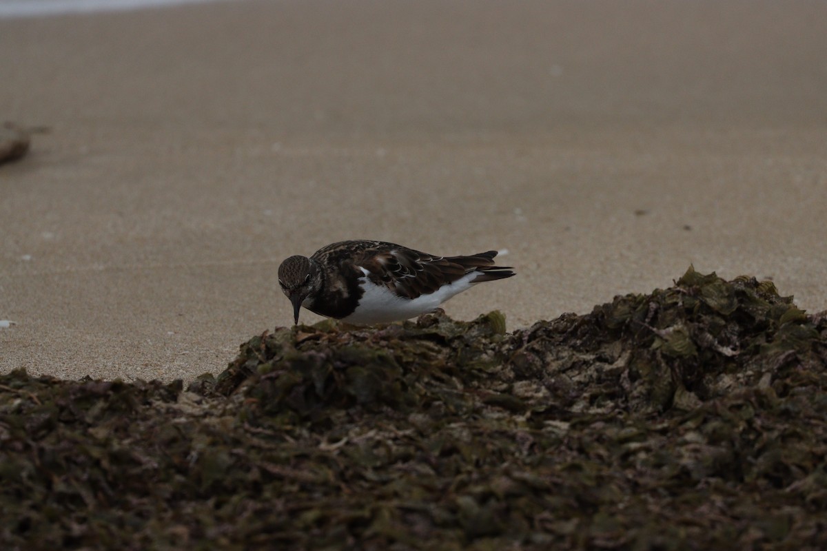 Vuelvepiedras Común - ML647010393