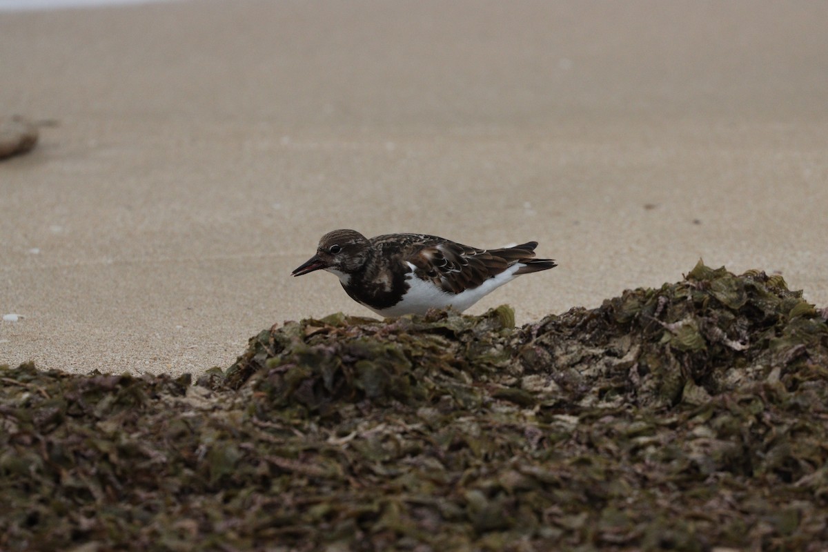 Vuelvepiedras Común - ML647010394