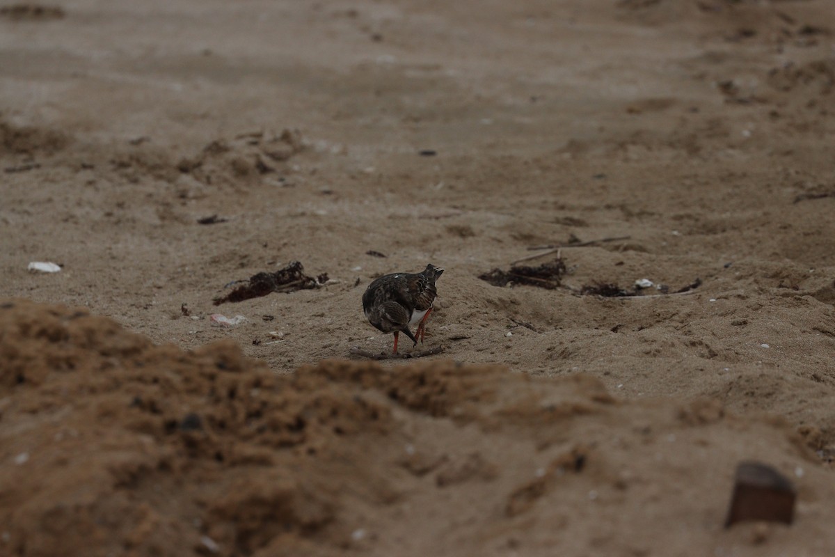 Vuelvepiedras Común - ML647010395