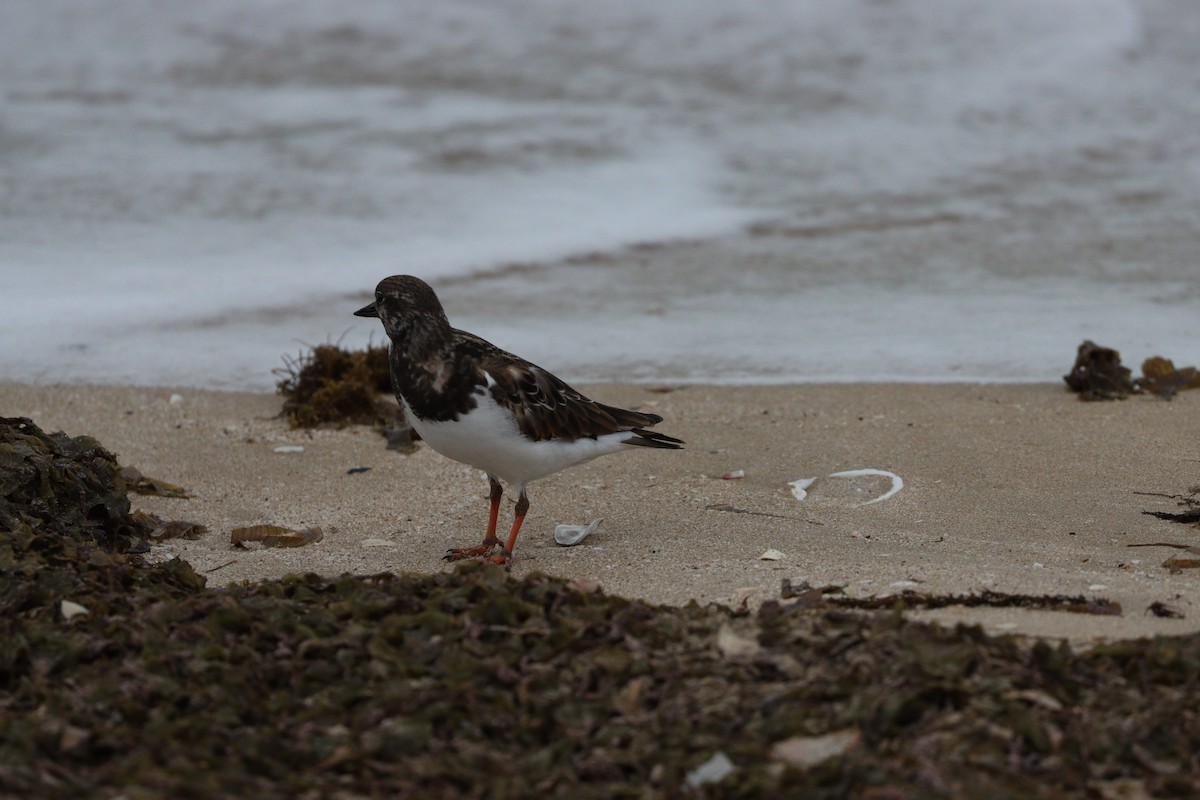 Vuelvepiedras Común - ML647010396