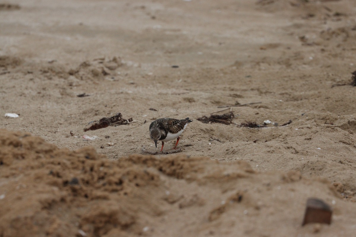 Vuelvepiedras Común - ML647010398