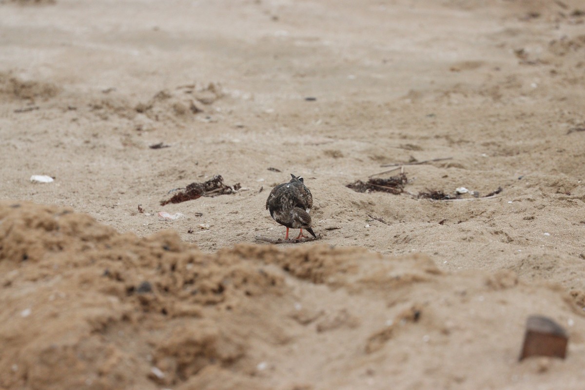 Vuelvepiedras Común - ML647010399