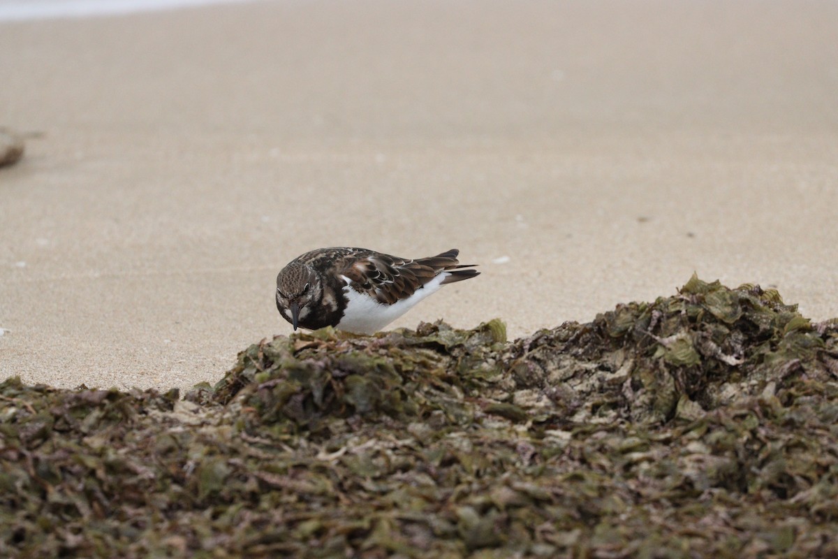 Vuelvepiedras Común - ML647010400
