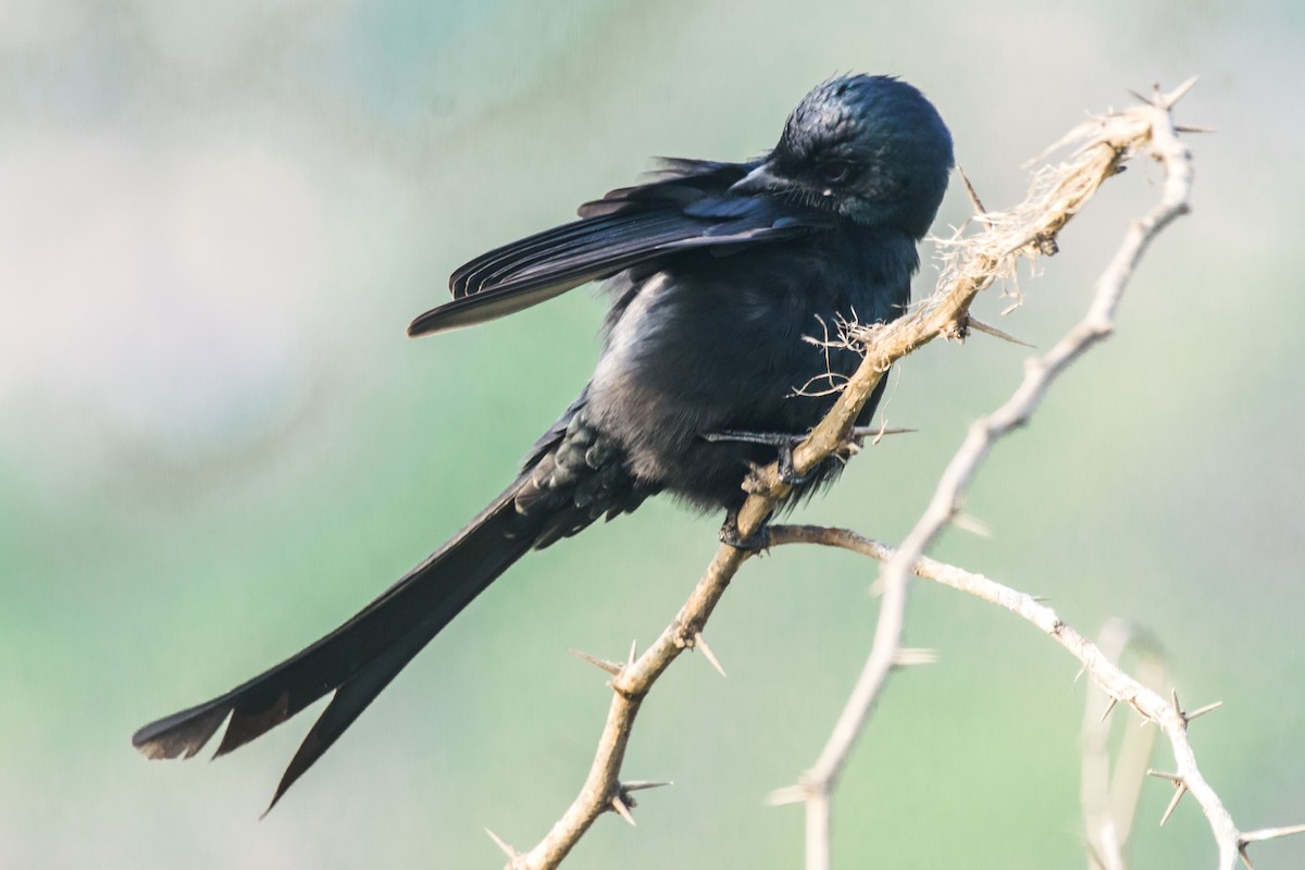 Drongo Real - ML647010401