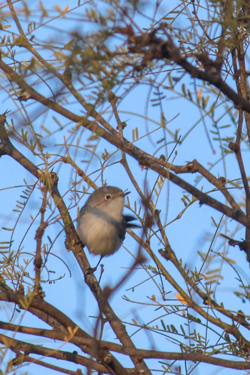 Perlita Grisilla - ML647010403