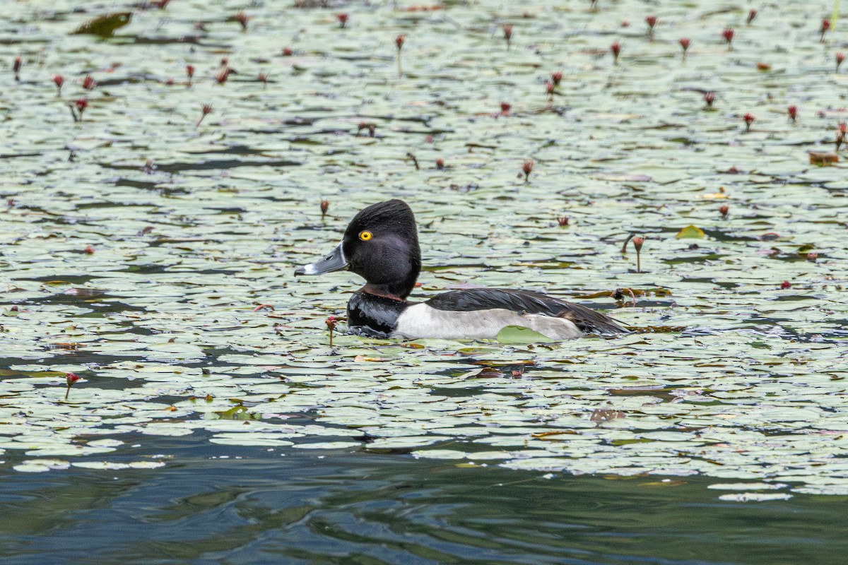 Porrón Acollarado - ML647010404