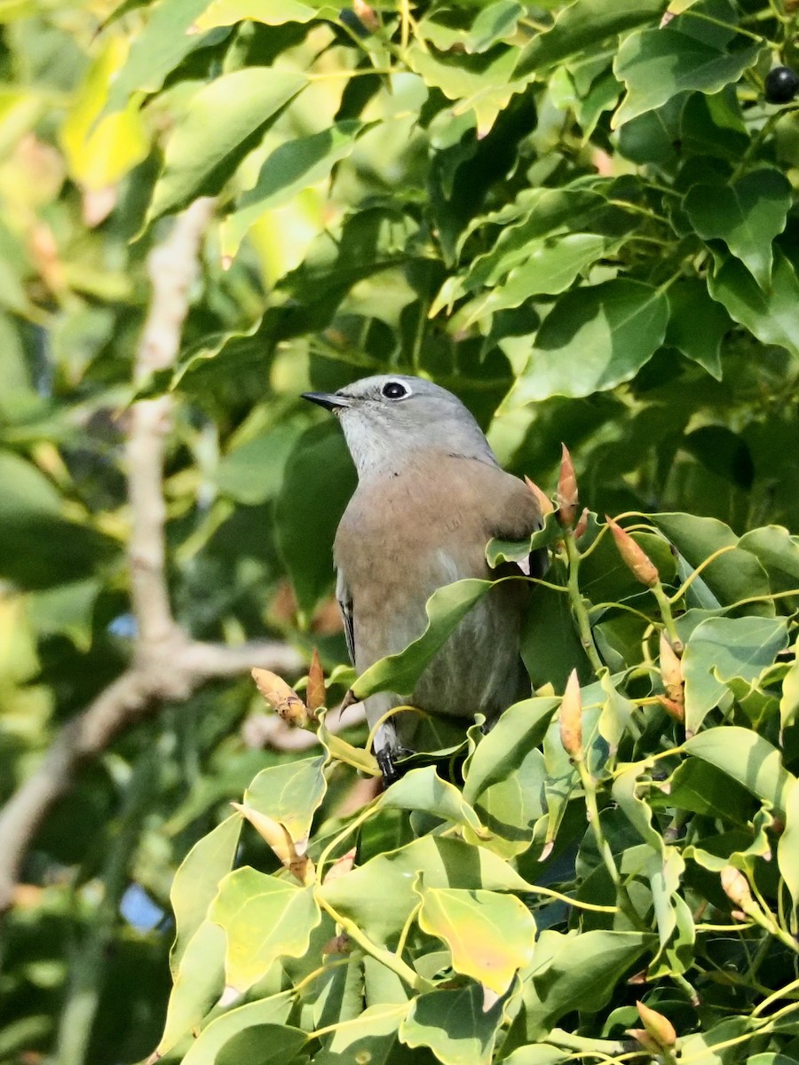 Azulejo Claro - ML647010405