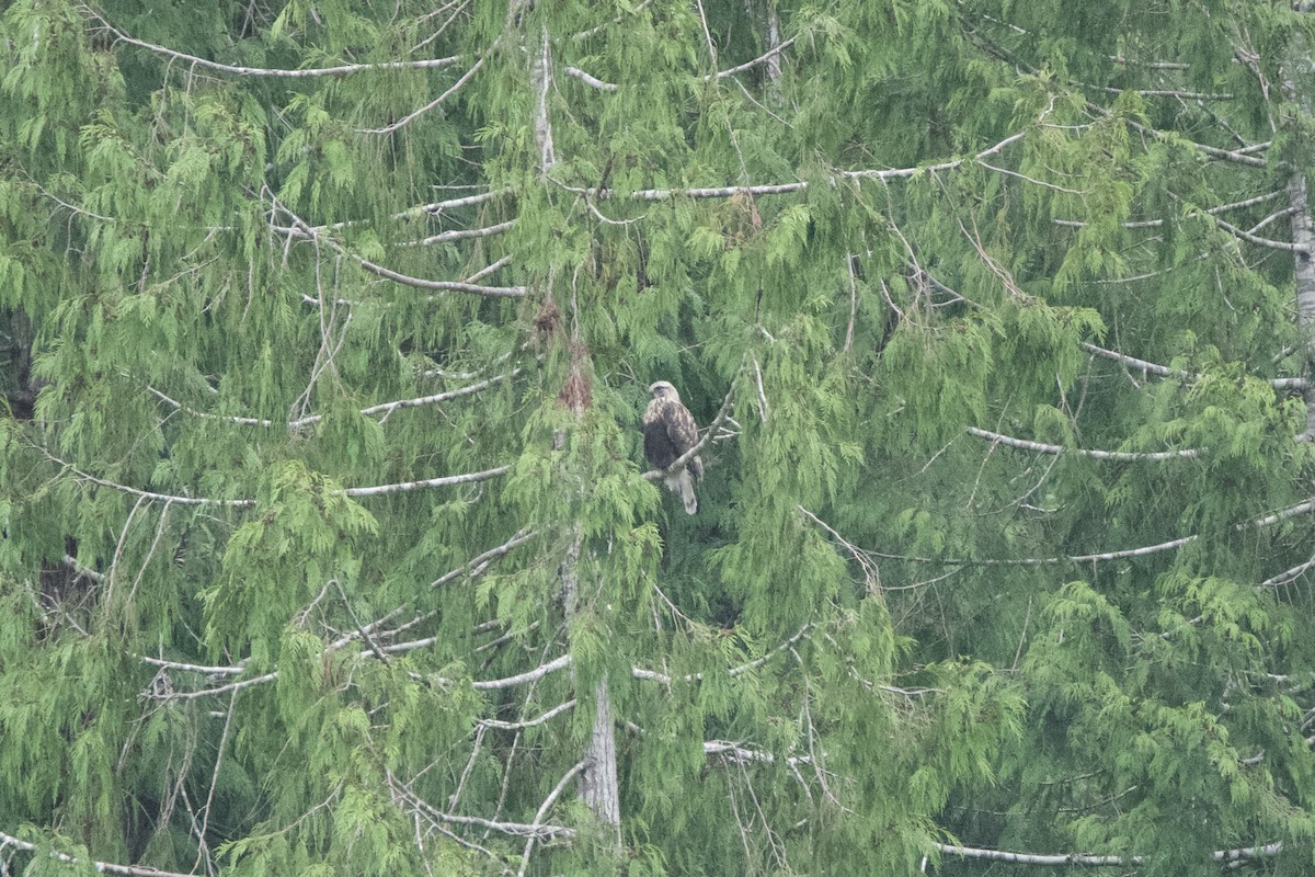 Busardo Calzado - ML647010406