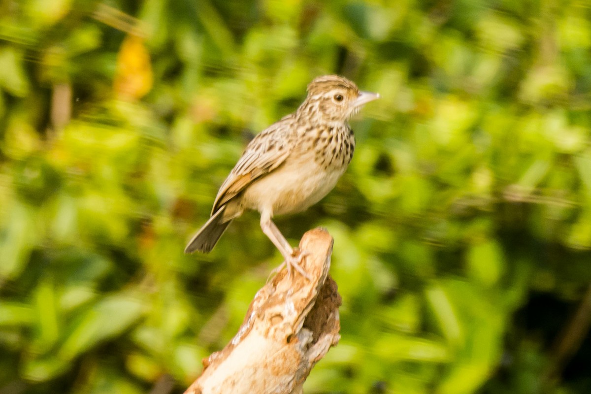 Alondra de Jerdon - ML647010407