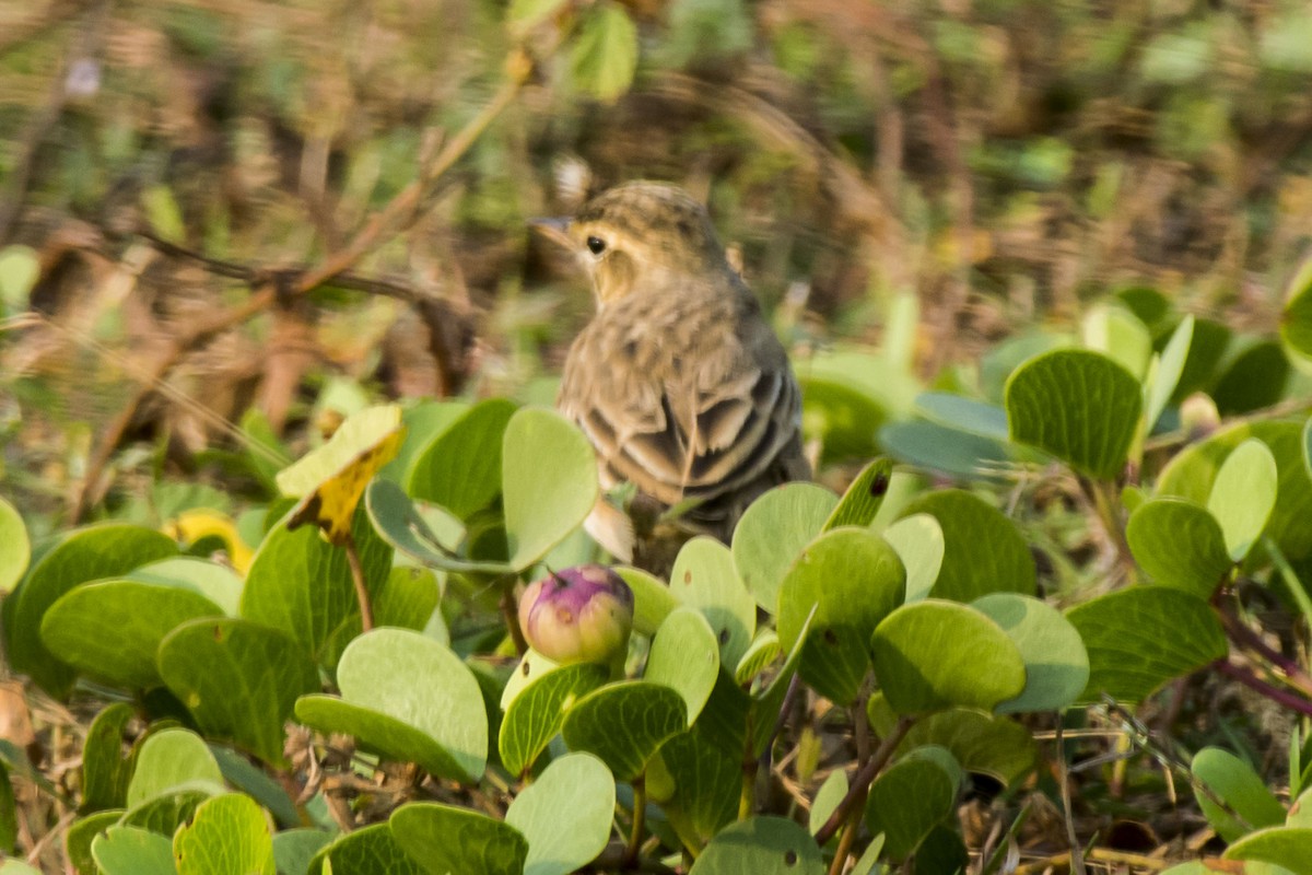 Alondra de Jerdon - ML647010408